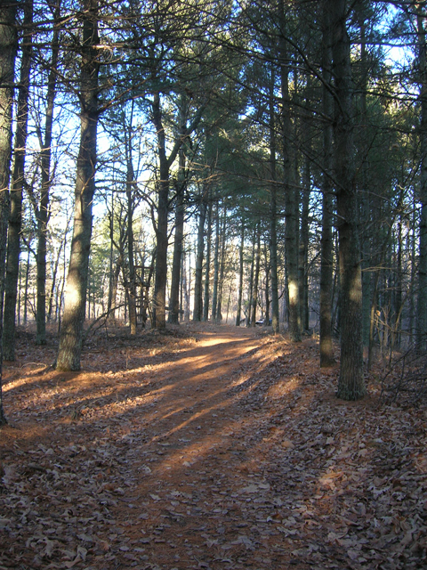 Veterans Memorial Walking Trail offers plenty of bird watching ops, especially during spring and fall.