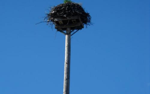 Osprey nest against clear blue sky.