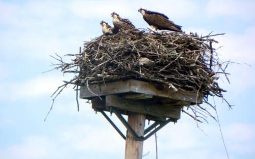 Osprey nest with chicks (Courtesy Judd Brink, Birds of the Byway)