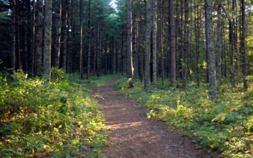 The Veterans Walking Trail is wide and welcoming.