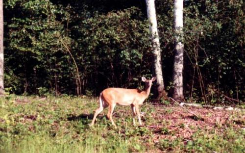 Island Lake Woods