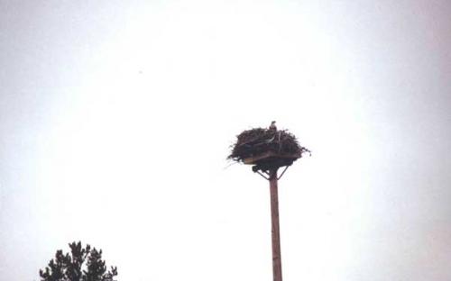 Osprey Nest