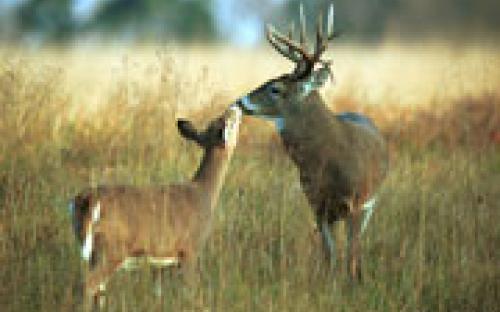 wildlife