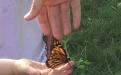 close up of Monarch butterfly during release close up of Monarch butterfly during release