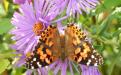 Native flowering plant with Monarch butterfly Native flowering plant with Monarch butterfly