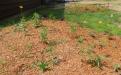 Weeders Welcome! image 2