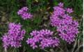Prairie Phlox image 2