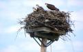 Osprey nest with chicks (Courtesy Judd Brink, Birds of the Byway)