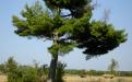 Old Pine Posting Tree Old Pine Posting Tree