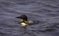 Pelican Lake Loon