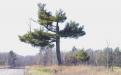 Old Pine Posting Tree