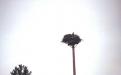 Osprey Nest