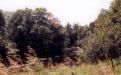 The Pine River
