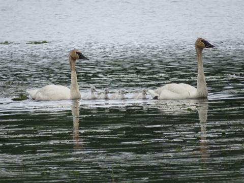 Trumpeter Swans have returned to nest on Rice Lake along Co Rd 11 for a 4th year.  This year they have 5 cygnets