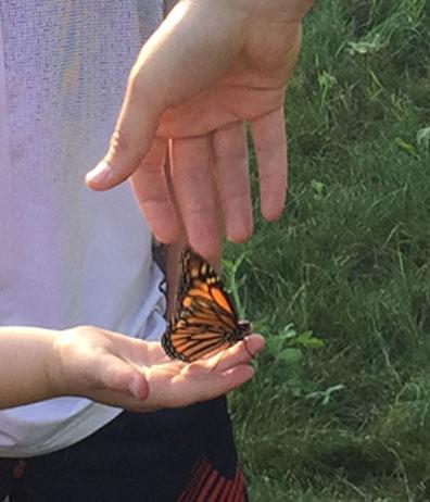 close up of Monarch butterfly during release close up of Monarch butterfly during release
