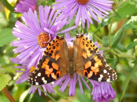 Native flowering plant with Monarch butterfly Native flowering plant with Monarch butterfly