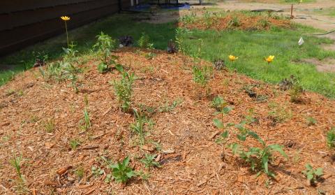 Weeders Welcome! image 2