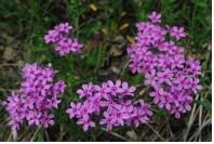 Prairie Phlox image 2