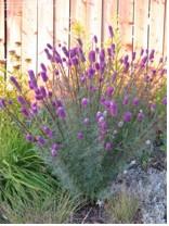 Purple Prairie Clover