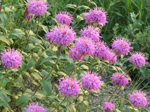 Wild Bergamot (Photo credit: Flickr) Wild Bergamot (Photo credit: Flickr)