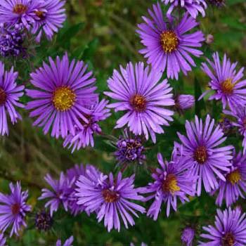 New England Aster